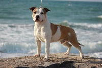 Étalon American Staffordshire Terrier - CH. yellow yankees Jumping jack
