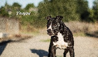 Étalon American Staffordshire Terrier - Black (Sans Affixe)