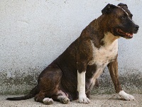 Étalon American Staffordshire Terrier - Chiara du Paradis Quercynois
