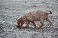 Étalon Basset fauve de Bretagne - Ideale du rallye saint paul