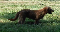 Étalon Basset fauve de Bretagne - Hantai De La Forêt Des Sources