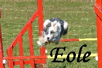 Étalon Border Collie - Eole du Clos de Nétilia