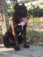 Étalon Cane Corso - Agrado della nevaia