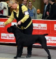 Étalon Cane Corso - CH. Rothorm Jy Dream You'll always be mine