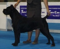 Étalon Cane Corso - CH. Rothorm Jy Dream Lengua viperina