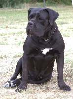 Étalon Cane Corso - Malizia della nevaia