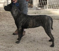 Étalon Cane Corso - Laguna ray del mundo