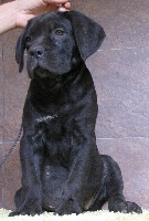 Étalon Cane Corso - Rothorm Jy Dream Loyal to none