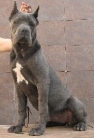 Étalon Cane Corso - Rothorm Jy Dream Highway to hell