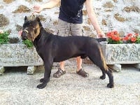 Étalon Cane Corso - Rothorm Jy Dream Cimmerio