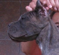 Étalon Cane Corso - Ipnose Guardiani di divani