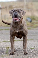 Étalon Cane Corso - Rothorm Jy Dream Dakota