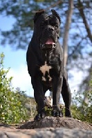 Étalon Cane Corso - Arrigo de Cuore Blue