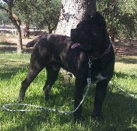 Étalon Cane Corso - CH. Fidia della nevaia