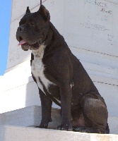 Étalon Cane Corso - Zeus della nevaia