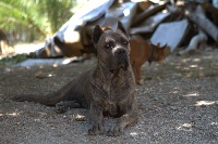 Étalon Cane Corso - Etigra della nevaia