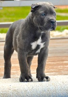 Étalon Cane Corso - Lionel messi de La Mirage De Torrellas