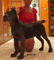 Étalon Cane Corso - Rothorm Jy Dream Lo que me das me gusta mas