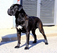 Étalon Cane Corso - Nasch de Cuore Blue