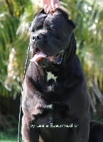 Étalon Cane Corso - Enigma des gardiens d'Ecosse