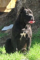 Étalon Cane Corso - Rothorm Jy Dream Xel-há