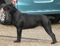 Étalon Cane Corso - CH. Rothorm Jy Dream Let me be a superstar