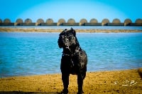 Étalon Cane Corso - Qiana guardiano degli angeli