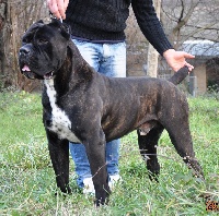 Étalon Cane Corso - Rothorm Jy Dream Jack daniels by gc