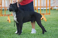 Étalon Cane Corso - Zeus della nevaia