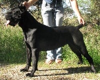 Étalon Cane Corso - Rothorm Jy Dream Use your illusion