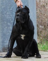 Étalon Cane Corso - Zhiva (Sans Affixe)