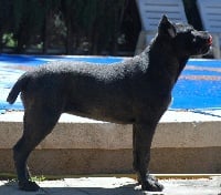 Étalon Cane Corso - Rothorm Jy Dream Divine revenge