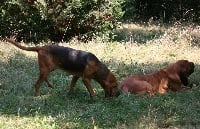 Étalon Chien de Saint-Hubert - Baccara Du hameau jouas