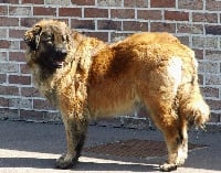 Étalon Chien de la Serra Estrela - CH. Falone da quinta de sao fernando