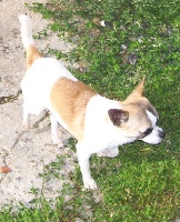 Étalon Chihuahua - Hanako du Manoir de Sancho