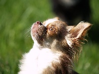 Étalon Chihuahua - Graine de scarlett (Sans Affixe)