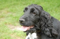 Étalon Cocker Spaniel Anglais - Gelinotte kachou des Etangs de Dame Blanche