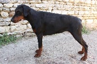 Étalon Dobermann - Girona alpha de la Croix d'Atal