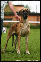 Étalon Dogue allemand - CH. Amber koloru bursztynu