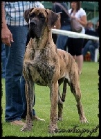 Étalon Dogue allemand - CH. Tosca c jag-sza