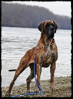 Étalon Dogue allemand - CH. Azura koloru bursztynu