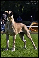 Étalon Dogue allemand - CH. Boke koloru bursztynu