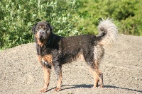 Étalon Dogue du Tibet - CH. L'timujin Le temple de nyima