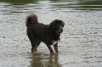 Étalon Dogue du Tibet - Yangchen henriet's garden