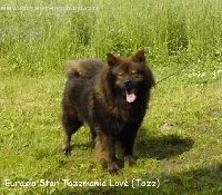 Étalon Eurasier - Eurasia Star tazzmania love