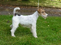 Étalon Fox Terrier Poil Dur - CH. Brindille des masures de saint rémy