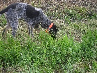 Étalon Grand bleu de Gascogne - Inka Des Voix Du Diable