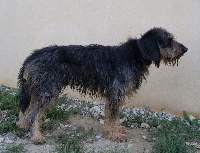 Étalon Griffon nivernais - Ewok du roc d'Eden