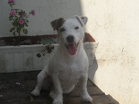 Étalon Jack Russell Terrier - Dalhia Titre Initial