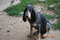 Étalon Petit bleu de Gascogne - Isis du ruisseau du Puy du Maine